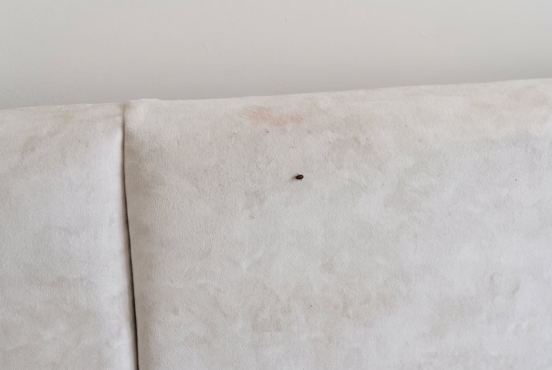 A single bed bug on the top edge of our pale fabric headboard.