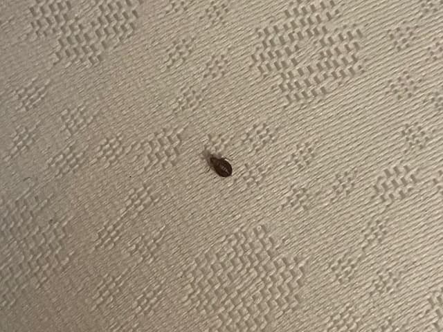 A single small, oval, dark brown bed bug on a white woven mattress.